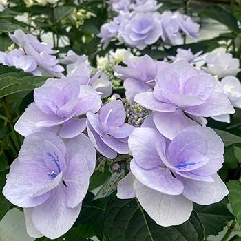 紫陽花 アジサイ：疾風迅雷（しっぷうじんらい）3-3.5号ポット の通販